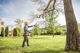 Best Tree Cabling and Bracing  in Topanga, CA