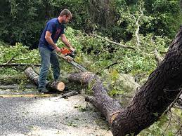 How Our Tree Care Process Works  in  Topanga, CA