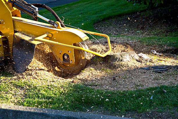 Best Leaf Removal  in Topanga, CA