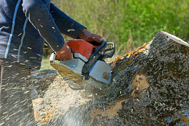 Best Leaf Removal  in Topanga, CA